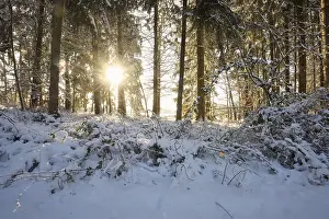 Landscape of a Norway spruce (Picea abies) forest in winter