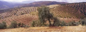 Landscape with Olive Groves in Granada Province
