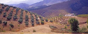 Landscape with Olive Groves in Granada Province