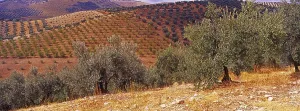 Landscape with Olive Groves in Granada Province