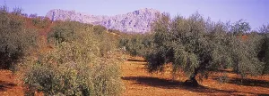 Landscape with Olive Groves in Granada Province