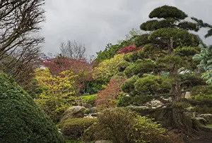 Landscape, park, trees, shrubs