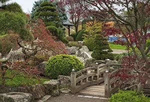 Landscape, park, trees, shrubs