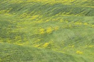 Landscape around Pienza, Val dOrcia