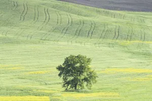 Landscape around Pienza, Val dOrcia