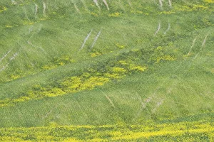 Landscape around Pienza, Val dOrcia