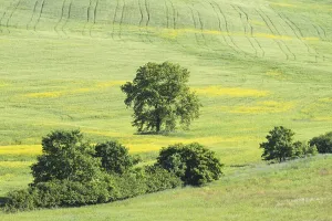 Landscape around Pienza, Val dOrcia