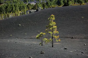 Landscape in the Refugio de El Pinar National Park
