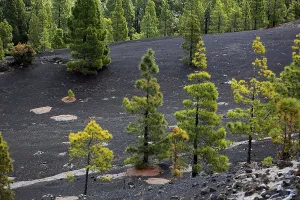 Landscape in the Refugio de El Pinar National Park