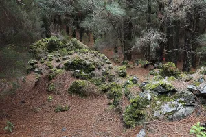 Landscape in the Refugio de El Pinar National Park