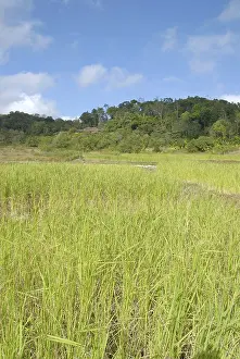 Landscape with rice field at Madikeri Madikery
