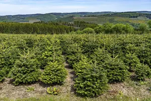 Landscape in Sauerland, tree nursery