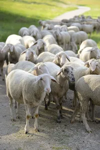 Landscape of a Sheep flock (Ovis aries) in a valley in spring