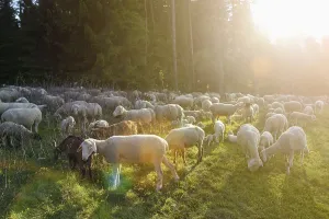 Landscape of a Sheep flock (Ovis aries) in a valley in spring