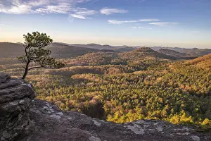 Landscape shot on a sandstone rock in the forest