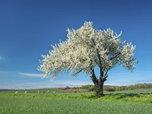 Landscape in spring, green fields and blossoming old large cherry tree