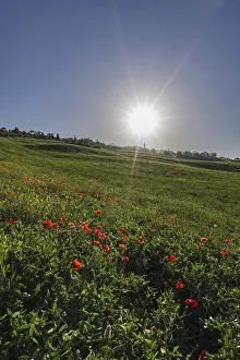 Landscape at sunrise around Pienza