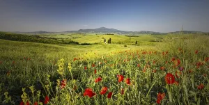 Landscape at sunrise around Pienza