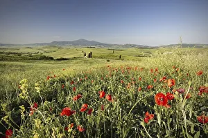 Landscape at sunrise around Pienza