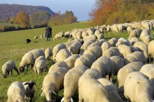 Landscape : Swabian Alb Flock of sheep in autumn on pasture