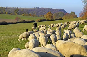 Landscape : Swabian Alb Flock of sheep in autumn on pasture