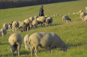 Landscape : Swabian Alb Flock of sheep in autumn on pasture