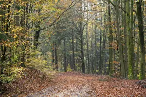 Category Forests Prints: Landscape of a trail going through the European beech (Fagus sylvatica) forest