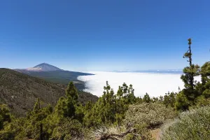 Category Mountain Landscapes Prints: Landscape with vegetation typical of the Parque Nacional de las Canadas del Teide