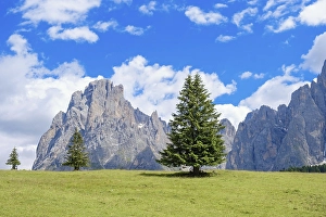 Landscape view from a alp meadow with spruce trees at the Langkofel Group in the Dolomites mountains in summer