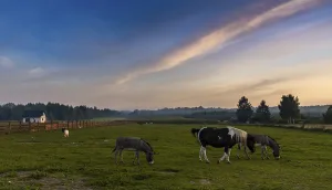 A landscape view of farm pasture and fields with donkeys and horses and goats under a colorful sunset sky