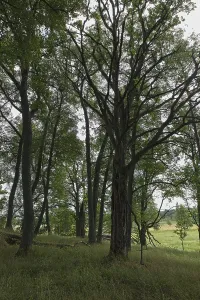 Landscape view of forest in summer