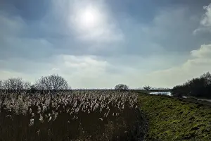 Landscape in the wetland at the Dummer