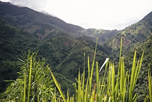 Landscape with wooded hills and deep valleys, the Blue Mountains, Jamaica, West Indies 1970, Central America