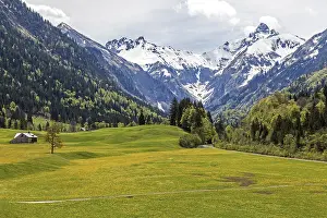 Landscape with yellow flowering meadow