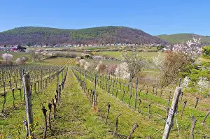 Landschaft rund um Gimmeldingen wahrend der Mandelblute im Fruhling
