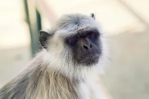 Langur monkey portrait on the background of ancient temple buildings