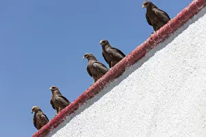 Lanner falcon (Falco biarmicus)