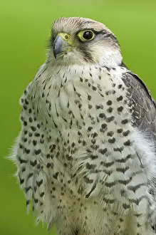Lanner Falcon (Falco biarmicus)