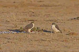 Lanner Falcon (Falco biarmicus)