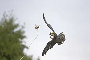 Lanner Falcon (Falco biarmicus) adult