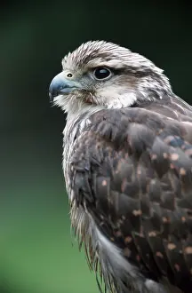 Lanner Falcon (Falco biarmicus), lanner falcon