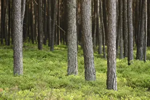 Lanscape of a Scots pine (Pinus sylvestris) forest in spring