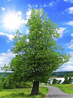 Lanscape with Tree and Blue Sky Daugavpils, Latvia