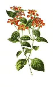 Lantana Camara, big-sage, wild-sage