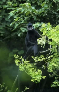 Laotian langur (Trachypithecus laotum)