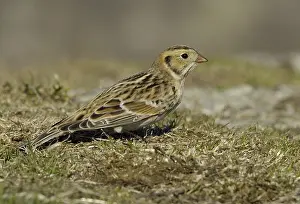 Lapland Longspur (Calcarius lapponicus)