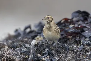 Lapland Longspur (Calcarius lapponicus) foraging at a beach