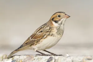 Lapland Longspur - Spornammer - Calcarius lapponicus ssp