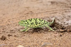 Lappet-faced chameleon (Chamaeleo dilepsis)