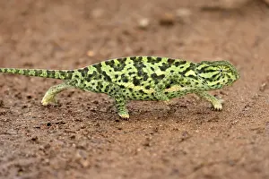 Lappet-faced chameleon (Chamaeleo dilepsis)